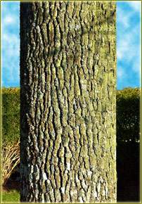 Maximizar la productividad